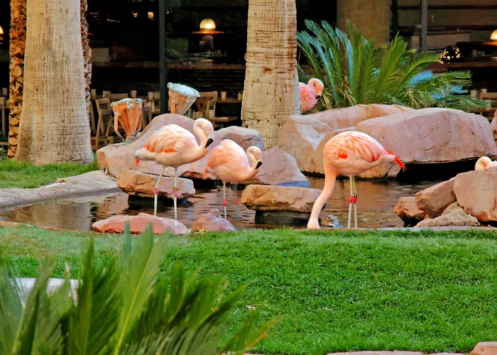 3 star hotel: Flamingo Las Vegas Hotel & Casino